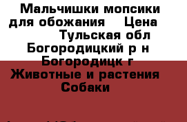 Мальчишки мопсики для обожания  › Цена ­ 13 000 - Тульская обл., Богородицкий р-н, Богородицк г. Животные и растения » Собаки   